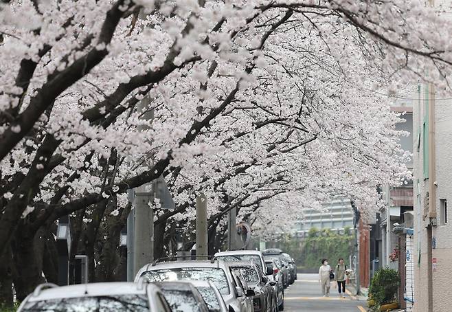 2일 오후 울산시 남구 무거천에서 시민이 만개한 벚꽃을 감상하며 봄을 만끽하고 있다. [사진 제공 = 연합뉴스]