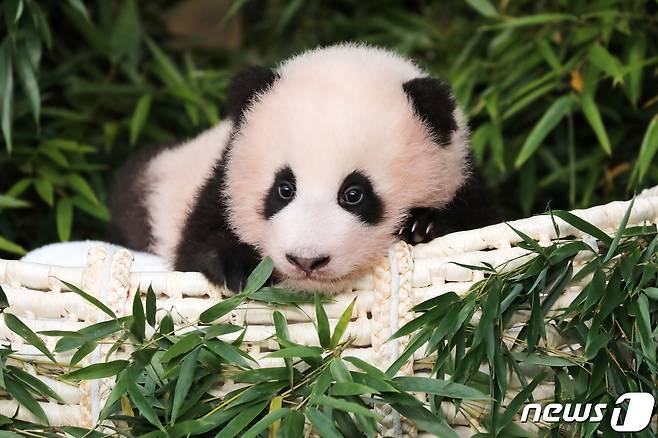 생후 107일이 된 아기 판다 '푸바오'가 4일 오전 경기도 용인시 에버랜드에서 공개되고 있다. 2020.11.4/뉴스1 ⓒ News1 조태형 기자
