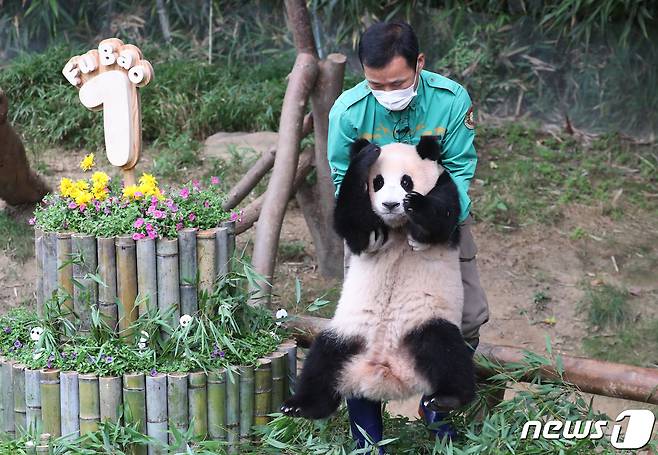 국내 최초의 아기 판다 '푸바오'가 첫돌을 맞이한 20일 오전 경기도 용인시 처인구 에버랜드 판다월드에서 푸바오가 돌잡이를 하러 오고 있다.  2021.7.20/뉴스1 ⓒ News1 김영운 기자