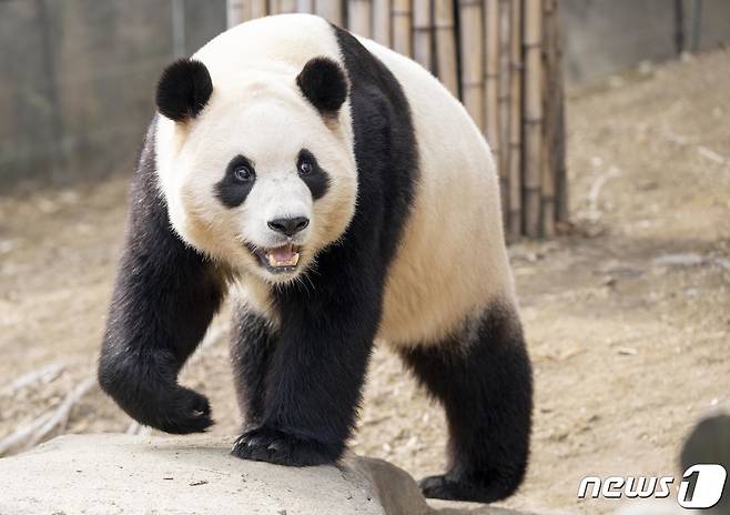 에버랜드는 판다 '푸바오'를 내달 3일까지만 판다월드 방사장에서 만나볼 수 있다고 19일 밝혔다. (삼성물산 제공) 2024.2.19/뉴스1