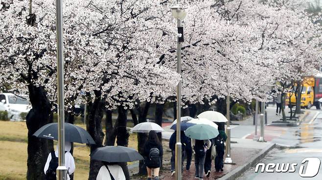 봄비가 내린 3일 전북자치도 전주시 전북대학교 캠퍼스에서 우산을 쓴 학생들이 걸음을 재촉하고 있다. 2024.4.3/뉴스1 ⓒ News1 유경석 기자