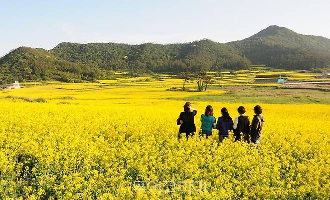 진도 관매도 유채꽃밭/사진-전남도