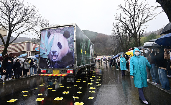 푸바오 팬들이 3일 오전 용인 에버랜드 장미원에서 푸바오를 실은 특수차량을 보며 배웅하고 있다. [사진=곽영래 기자]