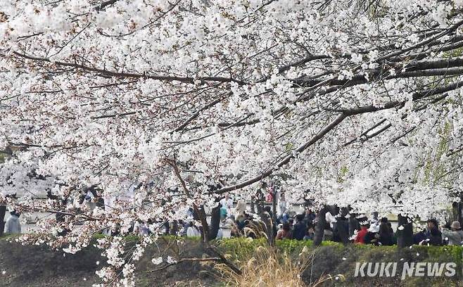 시민들이 30일 점심시간 송파구 석촌호수 벚꽃길을 산책하고 있다. 사진=곽경근 대기자유채리 기자 cyu@kukinews.com