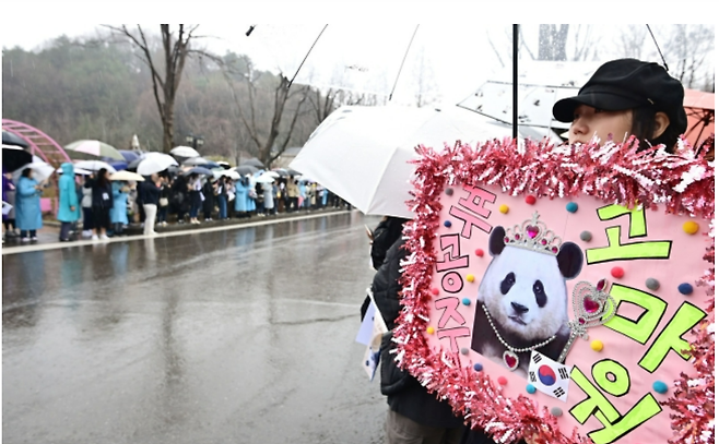 3일 오전 경기도 용인시 에버랜드에서 시민들이 중국으로 떠나는 자이언트 판다 '푸바오'를 배웅하기 위해 기다리고 있다. 사진공동취재단