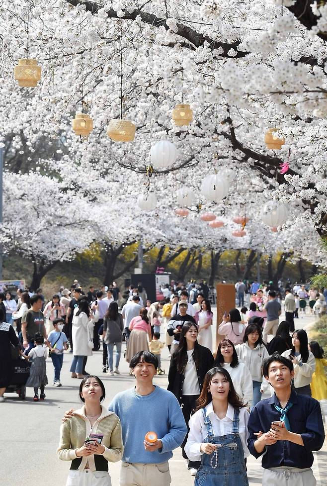 한국마사회 벚꽃축제