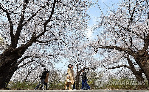 서울 지역 낮 최고 기온이 20도를 웃도는 등 완연한 봄 날씨를 보인 2일 오후 서울 여의도 윤중로를 찾은 시민들이 벚꽃이 핀 길을 거닐며 봄을 즐기고 있다. [연합뉴스]