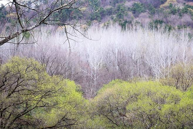 버드나무 군락지와 은사시나무 전경. 출처 : 환경부 공동취재단