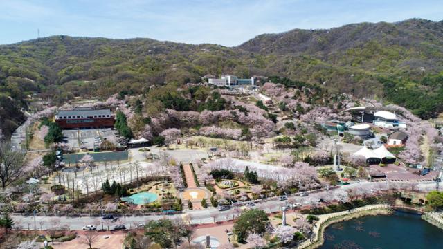 이천 설봉공원은 호수 둘레를 따라 펼쳐진 벚꽃길이 일품이다. 경기관광공사 제공
