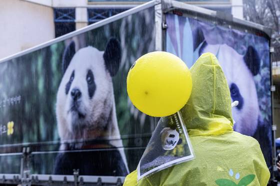 푸바오 배웅 현장