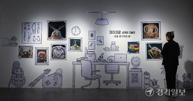 더듬이의 구조와 역할을 다룬 자연생태박물관 제21차 기획전 '곤충의 촉'전시. 윤원규기자