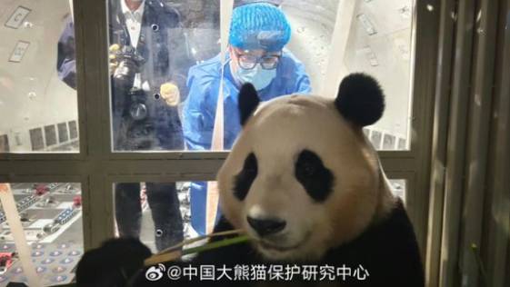 자이언트 판다 푸바오가 무사히 중국에 도착한 것이 확인됐다. 사진은 판다 푸바오가 중국 쓰촨행 전세기에 오른 모습. /사진=사회관계망서비스(SNS) 캡처