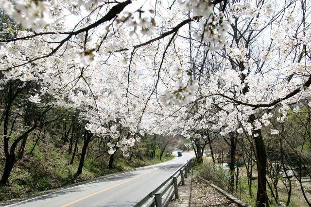 남한산성 벚꽃길에 벚꽃이 활짝 피어 장관을 이루고 있다. / 사진제공=경기광주시