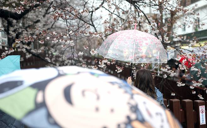 국내 최대 봄꽃 축제인 진해군항제가 열리는 3월 28일 오후 우산을 쓴 관광객이 경남 창원시 진해구 여좌천에서 활짝 핀 벚꽃을 구경하고 있다. [연합]