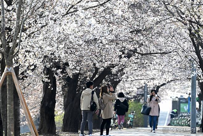 완연한 봄 날씨를 보이는 2일 오전 서울 여의도 윤중로에서 시민들이 만개한 벚꽃을 구경하며 출근길을 서두르고 있다. 임세준 기자