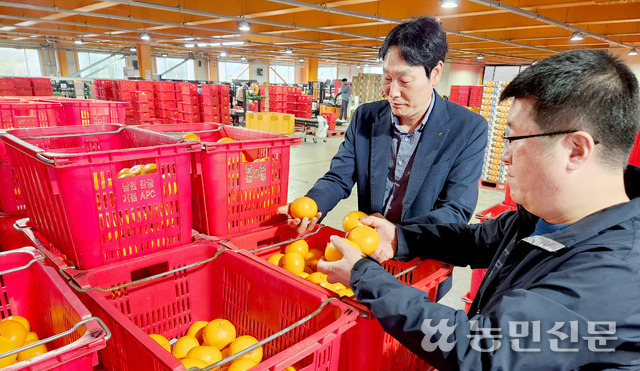 문보성 제주남원농협 농산물산지유통센터(APC) 장장(왼쪽)이 만감류 ‘천혜향’ 품질을 살펴보고 있다.