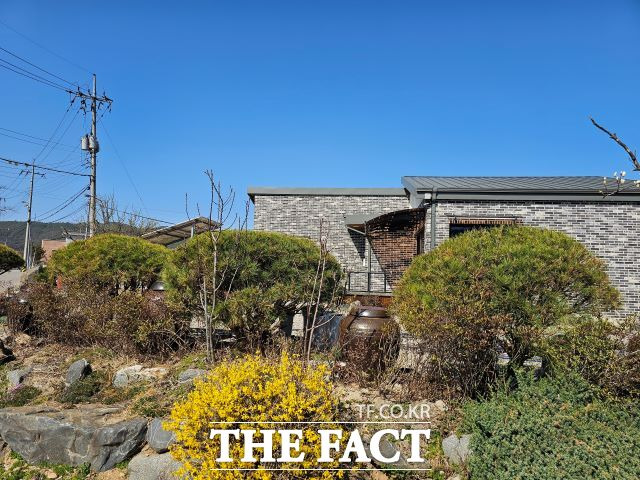 청송군 공무원 A 씨가 공유재산인 조경수를 무단 반출해 자신의 친인척 집에 이식한 소나무./청송=김은경 기자