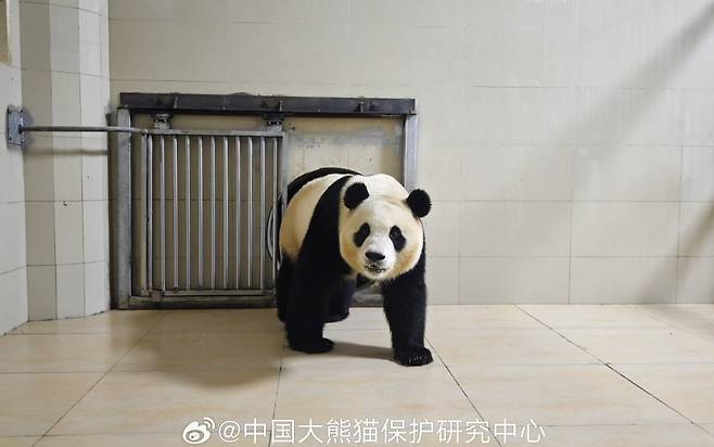 워룽 선수핑 기지 내실에 들어가는 푸바오의 모습. /웨이보