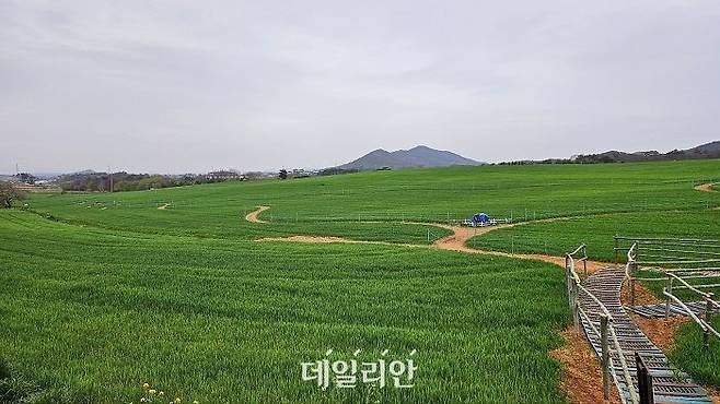 고창 청보리밭 축제가 열리는 학원농장 모습. ⓒ데일리안 장정욱 기자