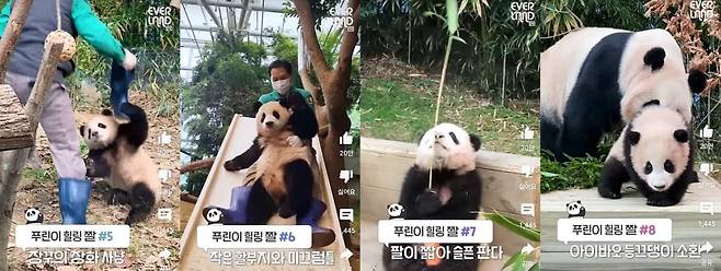 에버랜드가 꼽은 푸바오 힐링짤 (출처=유튜브)
