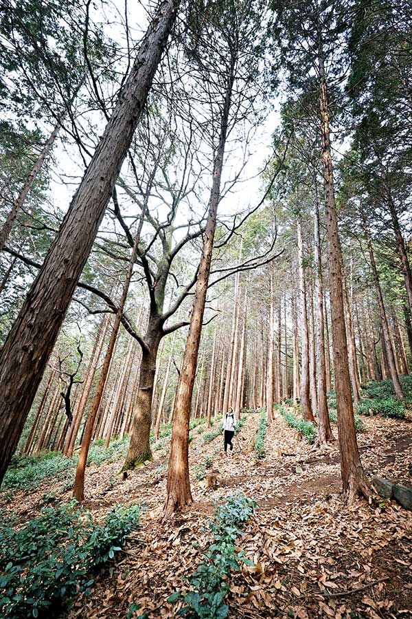 삼밀사 부근의 편백나무 숲. 장복산은 조각공원부터 덕주봉에 이르기까지 진해 방면 사면에 넓은 편백나무 숲이 있다.