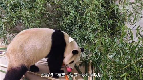 푸바오가 첫 먹이로 빨간 사과 골랐다. 중국 신화통신 웨이보 갈무리