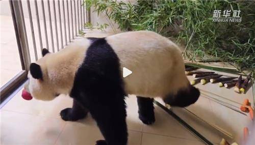 사과를 입에 문 푸바오. 중국 신화통신 웨이보 갈무리