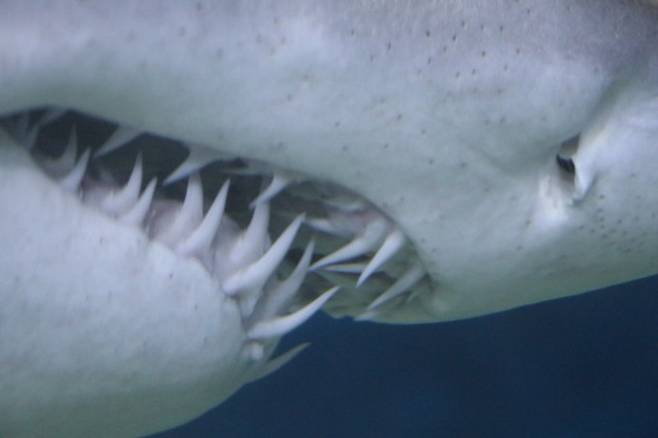 상어는 턱 가장자리의 이빨이 빠지면 그 뒤에 있는 이빨이 앞으로 이동해 빈 자리를 채운다. 이빨 아래 연조직이 컨베이어 벨트처럼 각 이빨을 고정하고 또 이동시킨다. 게티이미지뱅크 제공