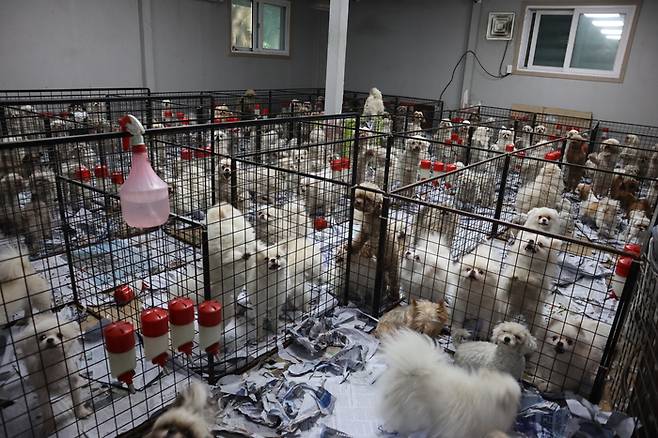상업적 목적으로 대규모 교배를 하는 번식장인 일명 ‘강아지 공장’이 견종 유행을 부추긴다. 포메라니안 번식장의 모습. 동물권행동 카라 제공