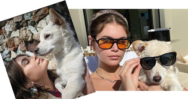 모델 카이아 거버는 반려견 ‘마일로’를 지난 2020년 유기견 구조단체를 통해 입양했다고 밝혔다. 마일로의 생김새가 묘하게 익숙한 견종이라 국내에 화제를 모았다. 카이아 거버 SNS 캡처