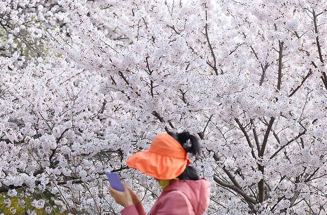 완연한 봄 날씨를 보인 4일 오전 벚꽃이 만개한 서울 강남구 양재천에서 시민이 산책하고 있다.[연합]