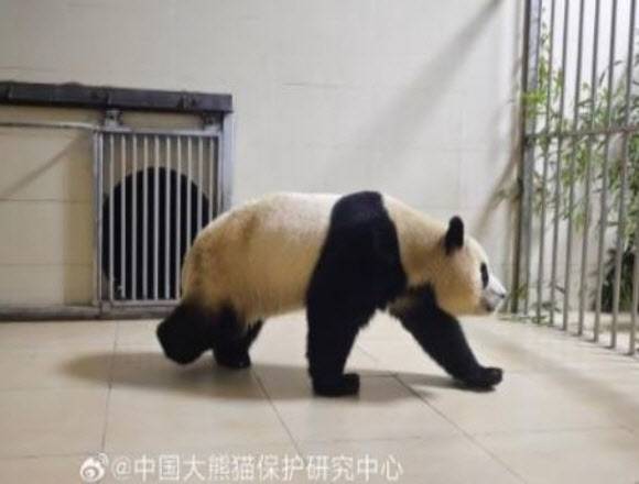 중국 쓰촨성 선수핑 기지에 도착한 자이언트 판다 ‘푸바오’ 모습. (사진=웨이보 캡처, 연합뉴스)
