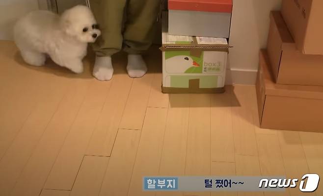 '털 쪘다'고 표현하는 비숑 프리제 강아지(성시경 유튜브 갈무리) ⓒ 뉴스1