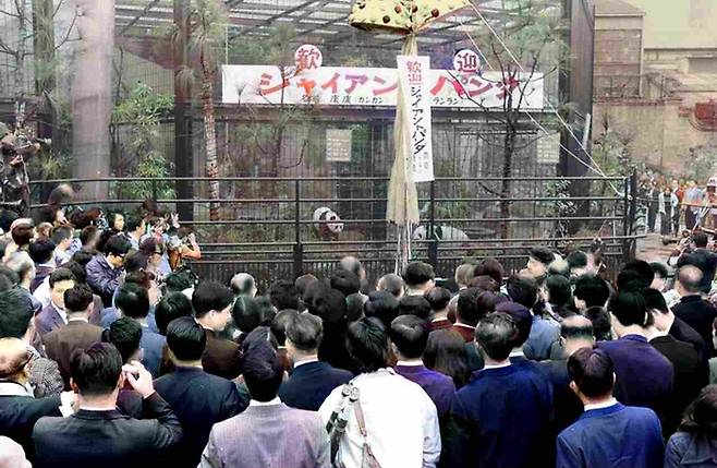 1972년 도쿄 우에노 동물원에 등장한 캉캉과 란란 앞에 모인 군중들. [교도통신]