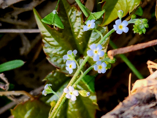 4월초면 청계천 상류에서 하류쪽으로 왼쪽에 냉이꽃들과 함께 꽃마리가 많이 피어 있다. 꽃마리는 쌍떡잎식물 꿀풀목 지치과의 두해살이 풀이다. 4월6일 촬영