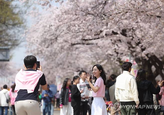 '포근한 날씨'…분홍빛 벚꽃 만개한 여의도 윤중로 [연합뉴스 자료사진]