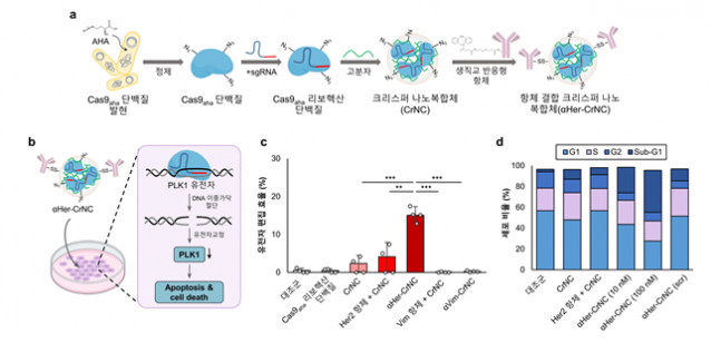 표적치료제인 항체 결합 크리스퍼 나노복합체 제조 및 기능 모식도.