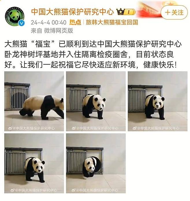 태어난 지 1천354일 만에 한국을 떠난 자이언트 판다 '푸바오'가 중국에 도착한 사진이 공개됐다.  4일 중국 매체 보도에 따르면 중국판다보호연구센터는 웨이보(微博·중국판 엑스)를 통해 푸바오가 워룽중화자이언트판다원(臥龍中華大熊猫苑) 선수핑기지(神樹坪基地)의 격리·검역 구역에 들어가는 사진 몇장을 공개했다.  [중국판다보호연구센터 웨이보 캡처] 사진=연합뉴스