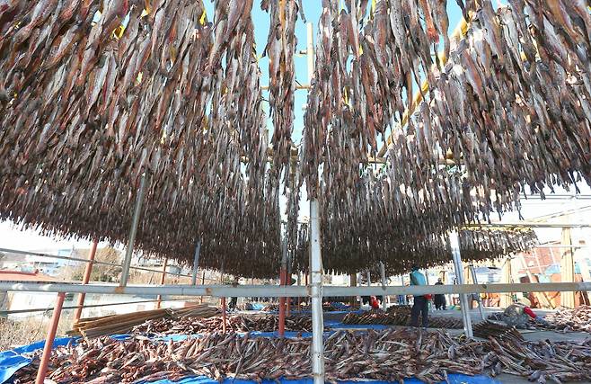 ‘언바람묵호태’ 덕장마을