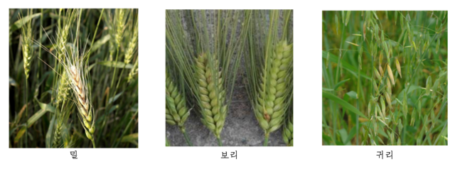 붉은 곰팡이병에 걸린 맥류 모습. 농진청