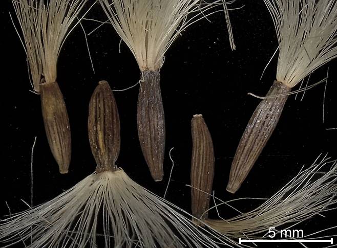 종자나물 종자 형태 (한국수목원정원관리원 제공) / 연합뉴스