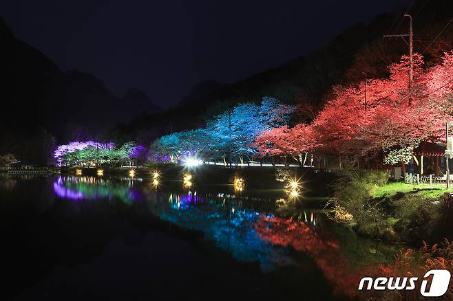 지난 9일 저녁 전국에서 벚꽃이 가장 늦게 피는 전북자치도 진안군 마이산 일원, 벚꽃이 만개하면서 야경이 관광객들의 시선을 사로잡고 있다. (진안군제공)2024.4.10/뉴스1 ⓒ News1 김동규 기자