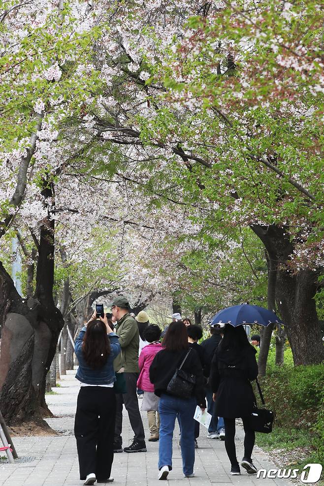 제22대 국회의원 선거일이자 임시 공휴일인 10일 서울 영등포구 윤중로벚꽃길을 찾은 시민들이 꽃잎이 떨어진 길을 지나고 있다. 2024.4.10/뉴스1 ⓒ News1 이광호 기자