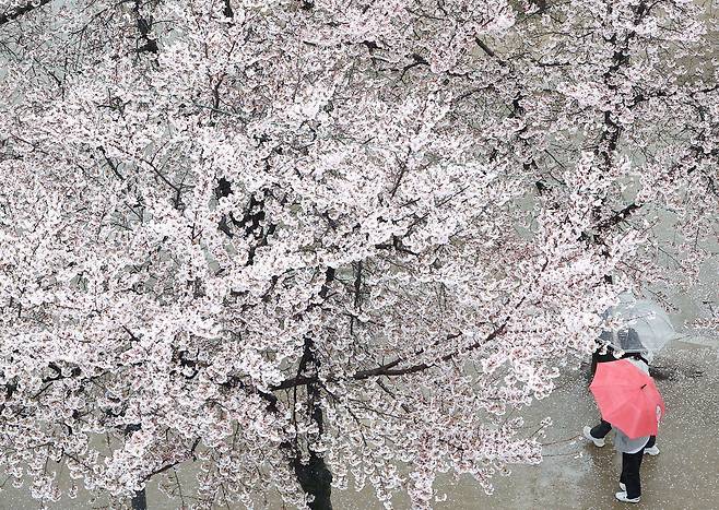 대구 지역에 봄비가 내린 3일 대구 수성구 수성못 벚꽃 산책로에서 시민들이 우산을 쓰고 이동하고 있다. /연합뉴스