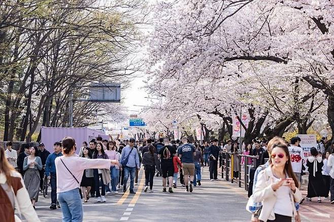 제18회 여의도 봄꽃축제 현장ⓒ영등포구 제공