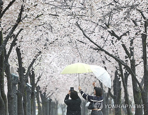 대구 지역에 봄비가 내린 3일 대구 수성구 수성못 벚꽃 산책로에서 시민들이 우산을 서로 들어주며 벚꽃 사진을 찍고 있다. [대구=연합뉴스]