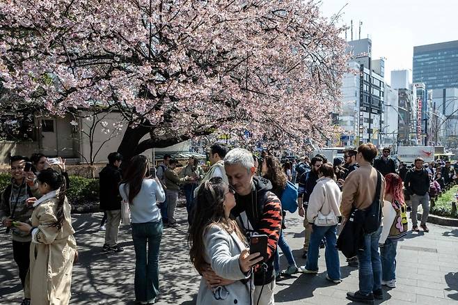 일본 도쿄 우에노 공원에서 시민들이 활짝 핀 벚꽃을사진으로 찍고 있다. 사진=연합뉴스