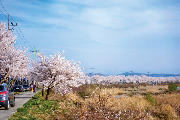 화려한 경북 영천 임고강변공원.