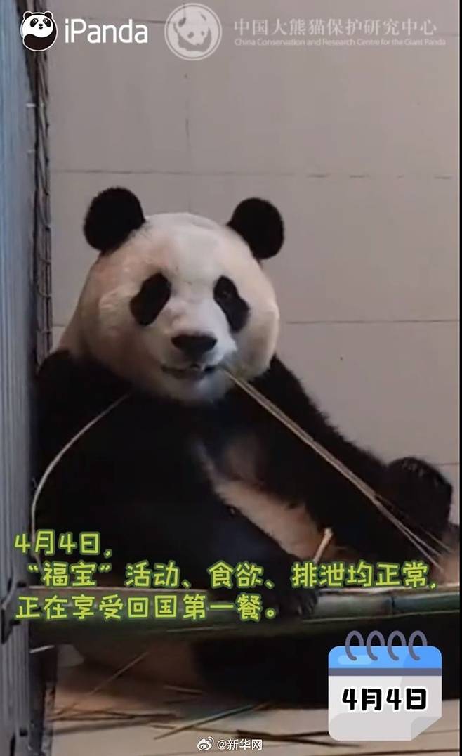 [서울=뉴시스] 10일 중국자이언트 판다보호연구센터가 위챗을 통해 공개한 푸바오의 사진으로, 지난 3일 중국으로 돌아간 푸바오가 대나무를 먹는 모습. <사진출처: 자이언트판다보호연구센터 위챗> 2024.04.10