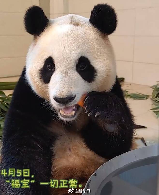 [서울=뉴시스] 10일 중국자이언트 판다보호연구센터가 위챗을 통해 공개한 푸바오의 사진으로, 지난 3일 중국으로 돌아간 푸바오가 먹이를 먹는 모습. <사진출처: 자이언트판다보호연구센터 위챗> 2024.04.10